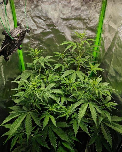 Gorilla Cookies Auto in coco-coir. Week 7 - Day 44