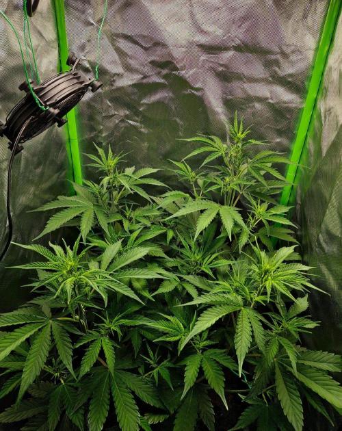 Gorilla Cookies Auto in coco-coir. Week 7 - Day 43