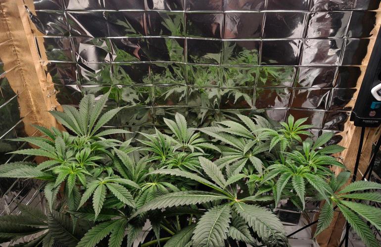 Strawberry Lemonade DWC. Week 7 - Day 49