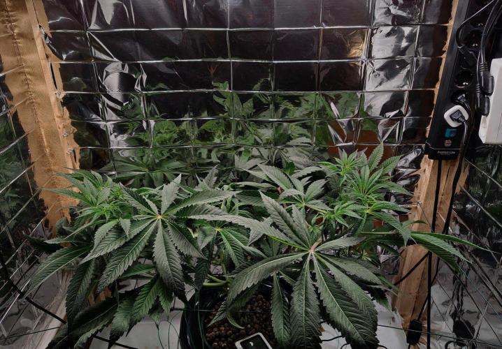 Strawberry Lemonade DWC. Week 7 - Day 48