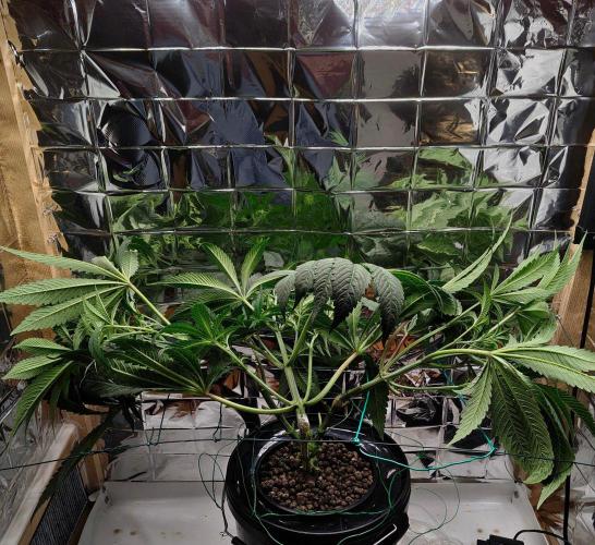 Strawberry Lemonade DWC. Week 7 - Day 47