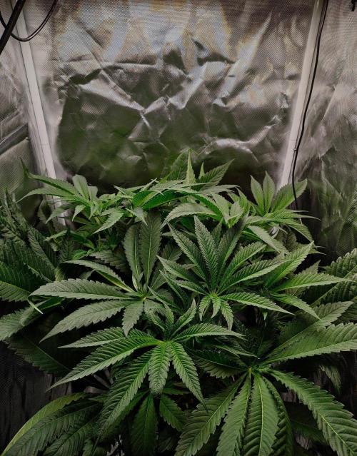 Strawberry Lemonade DWC. Week 7 - Day 47