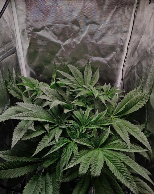 Strawberry Lemonade DWC. Week 7 - Day 45