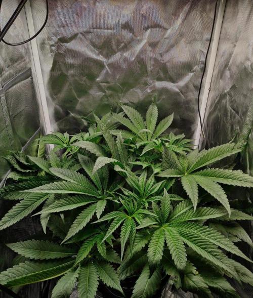 Strawberry Lemonade DWC. Week 7 - Day 44