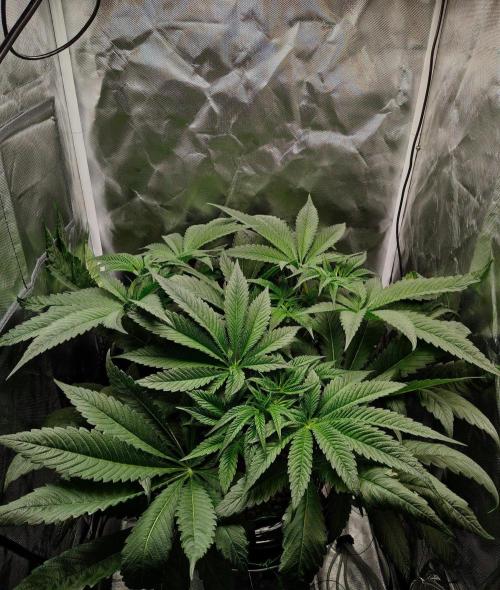 Strawberry Lemonade. Week 7