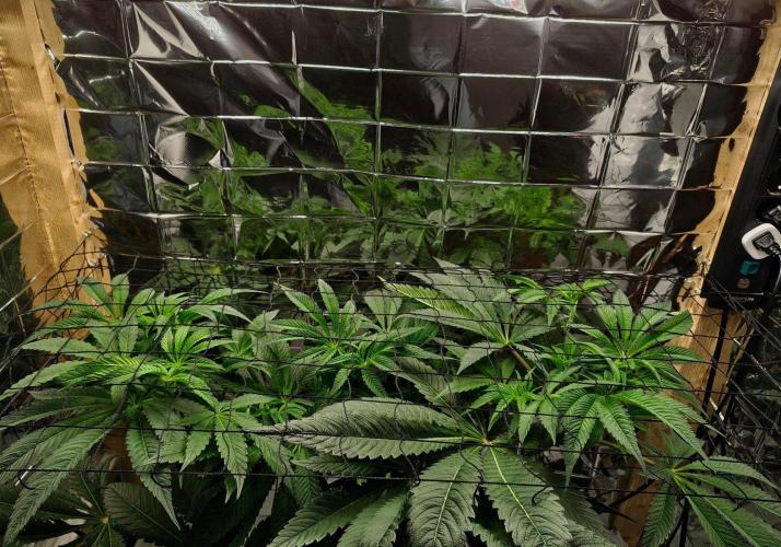 Strawberry Lemonade. Week 8