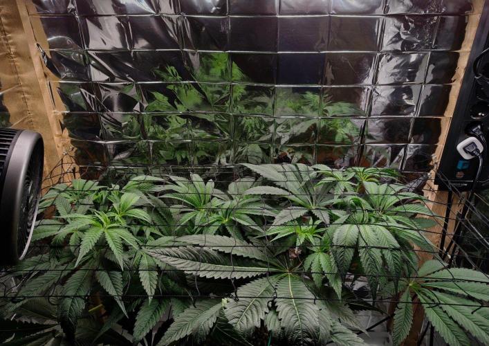 Strawberry Lemonade DWC. Week 8 - Day 51