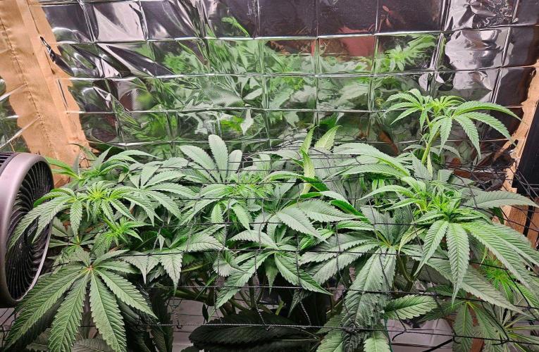 Strawberry Lemonade. Week 8