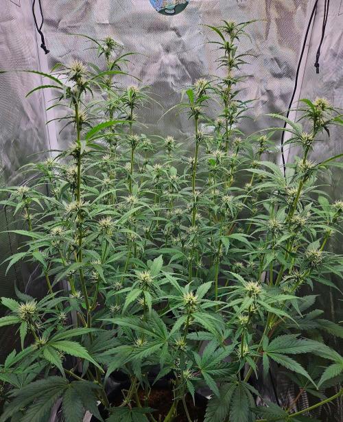 Gorilla Cookies Auto in coco-coir. Week 8 - Day 56