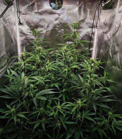 Gorilla Cookies Auto in coco-coir. Week 8 - Day 51