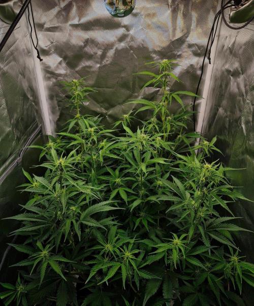 Gorilla Cookies Auto in coco-coir. Week 8 - Day 50