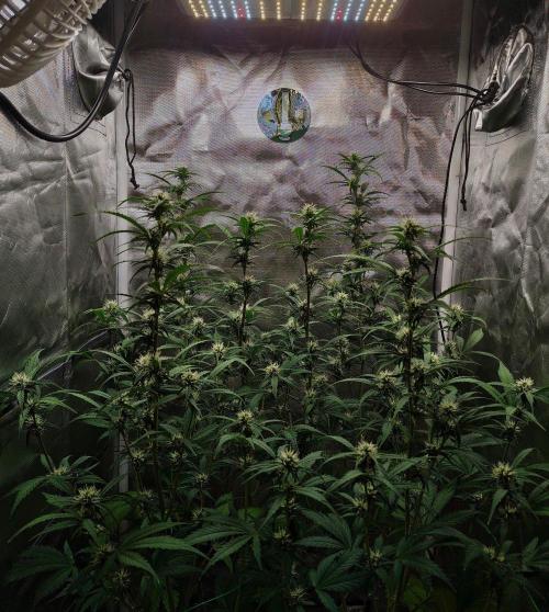 Gorilla Cookies Auto in coco-coir. Week 9 - Day 58