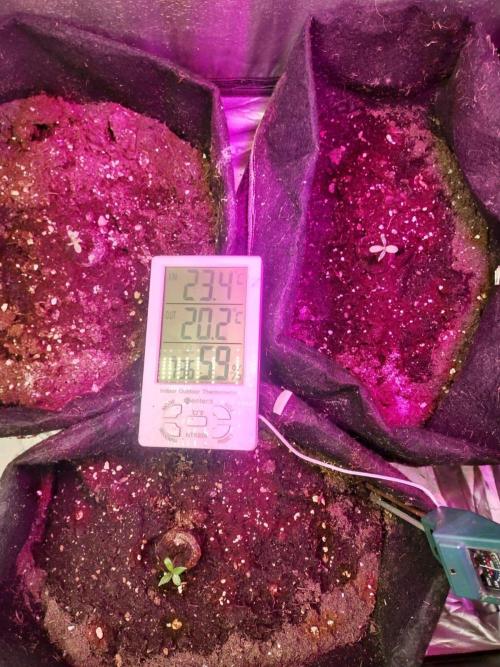 Milkyway F1 Hybrid 2025. Week 0