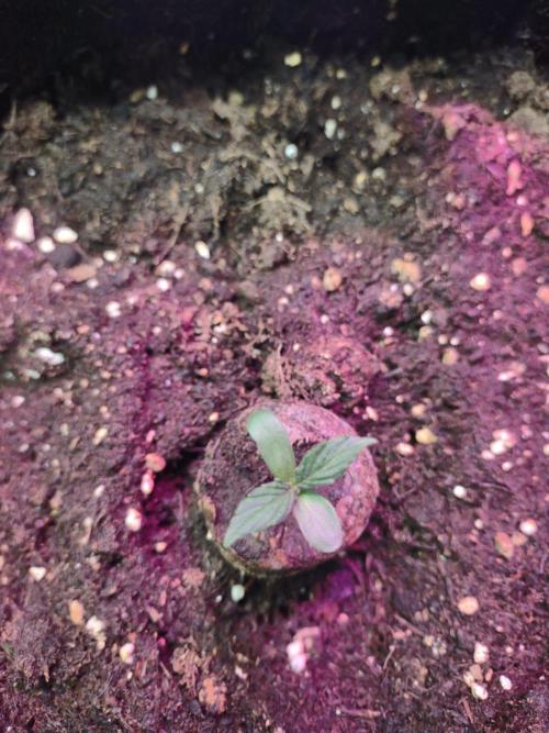 Milkyway F1 Hybrid 2025. Week 0