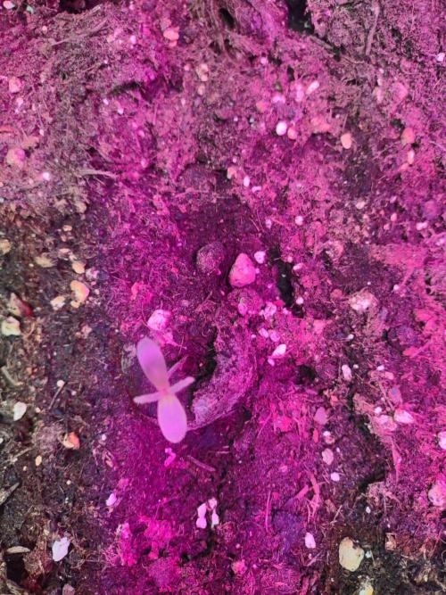 Milkyway F1 Hybrid 2025. Week 0