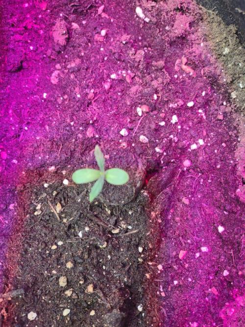 Milkyway F1 Hybrid 2025. Week 0