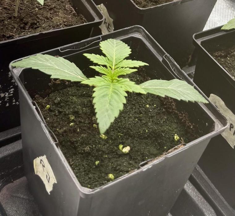 6 Plants,5 Strains (Ripper/Exotic Seeds). Week 1 - Radical Juce 