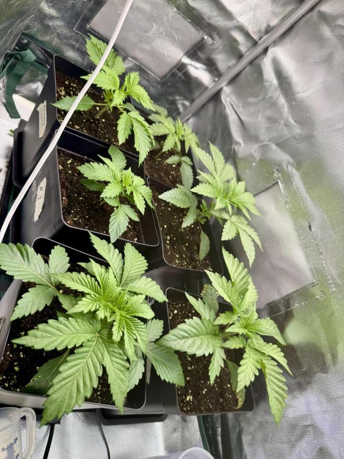 6 Plants,5 Strains (Ripper/Exotic Seeds). Week 2 - Week 2