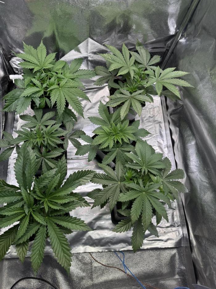 6 Plants,5 Strains (Ripper/Exotic Seeds). Week 3 - Week 3