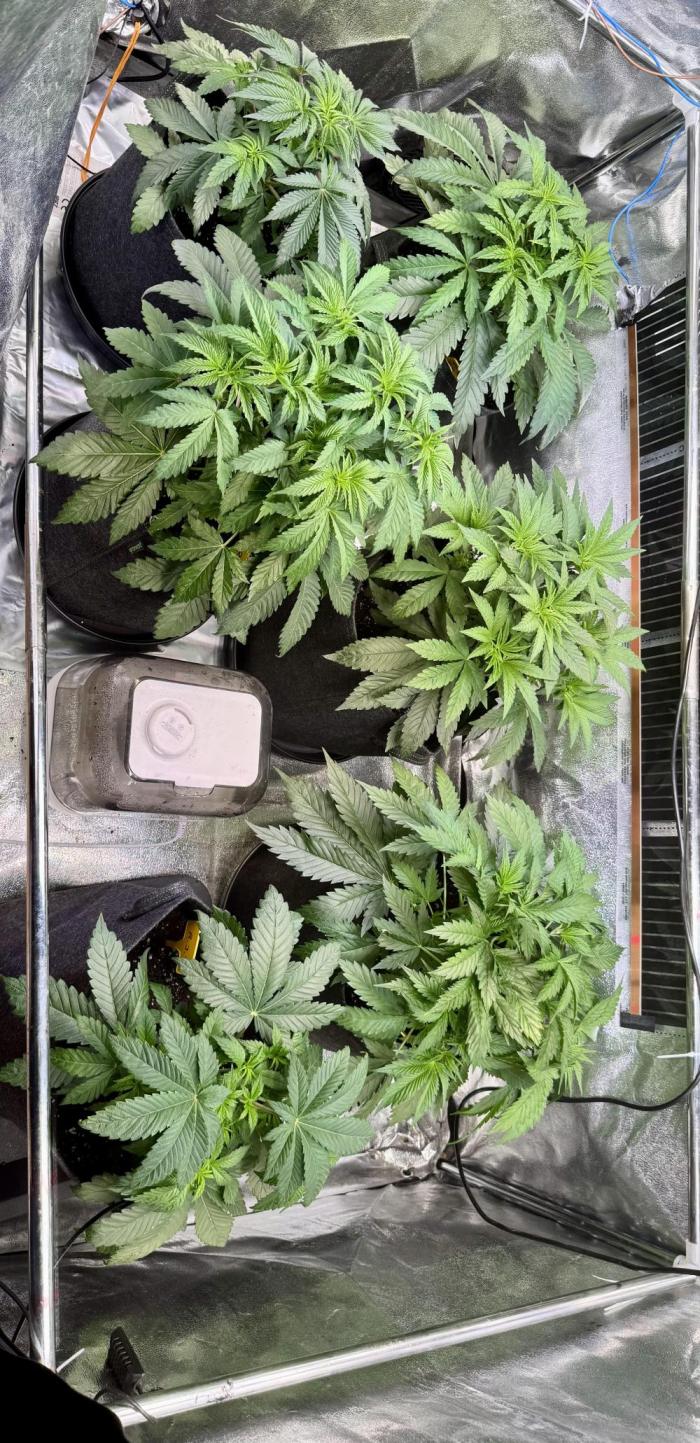 6 Plants,5 Strains (Ripper/Exotic Seeds). Week 4 - Week 4