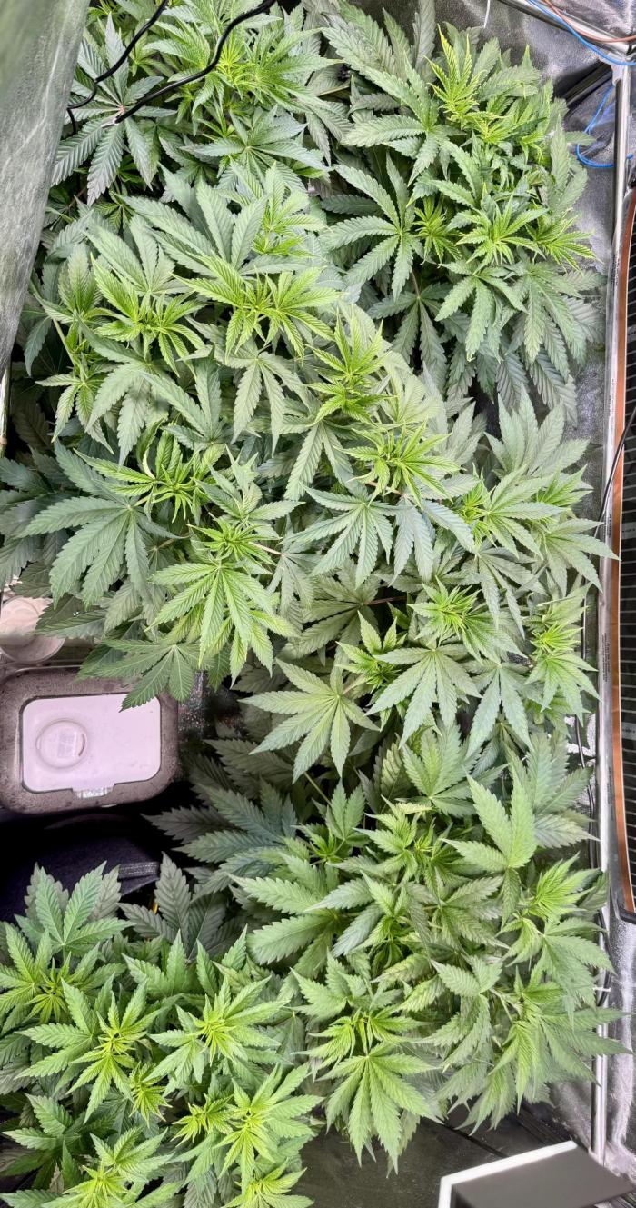 6 Plants,5 Strains (Ripper/Exotic Seeds). Week 5 - Week 5