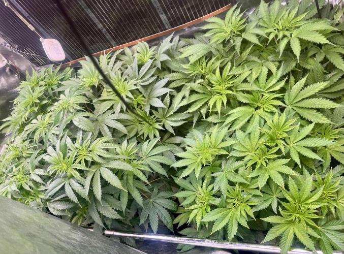 6 Plants,5 Strains (Ripper/Exotic Seeds). Week 6 - BW1