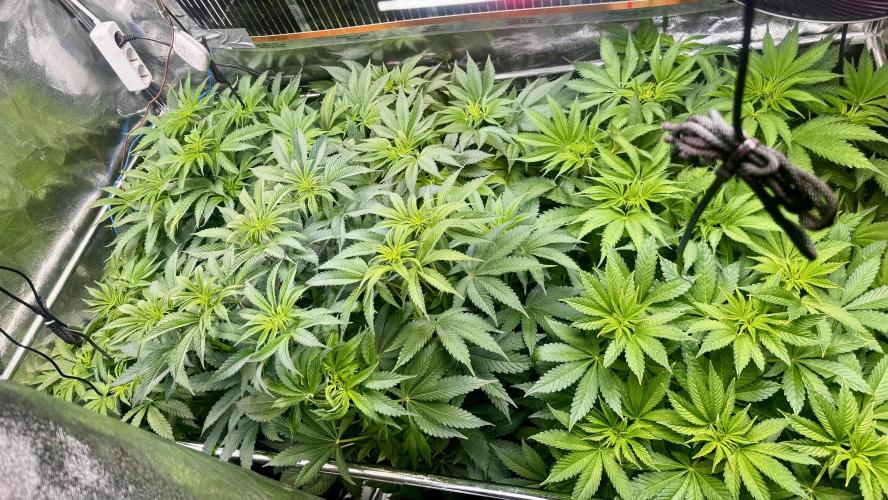 6 Plants,5 Strains (Ripper/Exotic Seeds). Week 6 - BW1