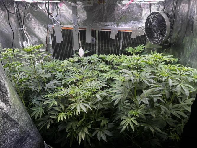 6 Plants,5 Strains (Ripper/Exotic Seeds). Week 7 - BW2