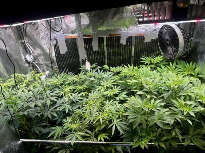 6 Plants,5 Strains (Ripper/Exotic Seeds). Week 7 - BW2