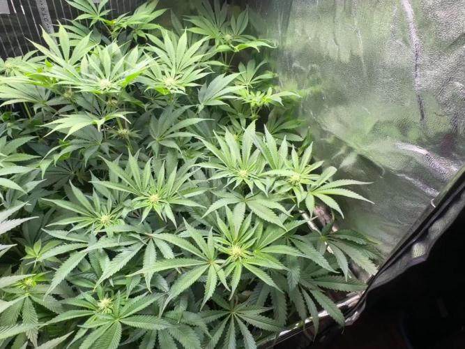 6 Plants,5 Strains (Ripper/Exotic Seeds)