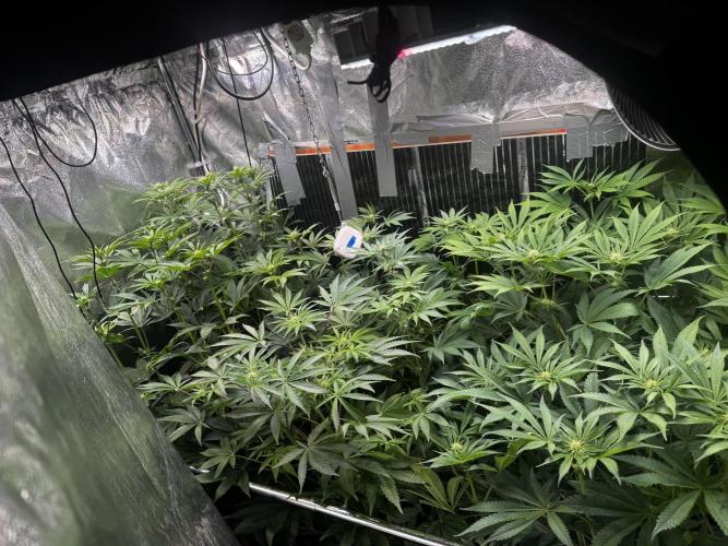 6 Plants,5 Strains (Ripper/Exotic Seeds). Week 8 - BW3