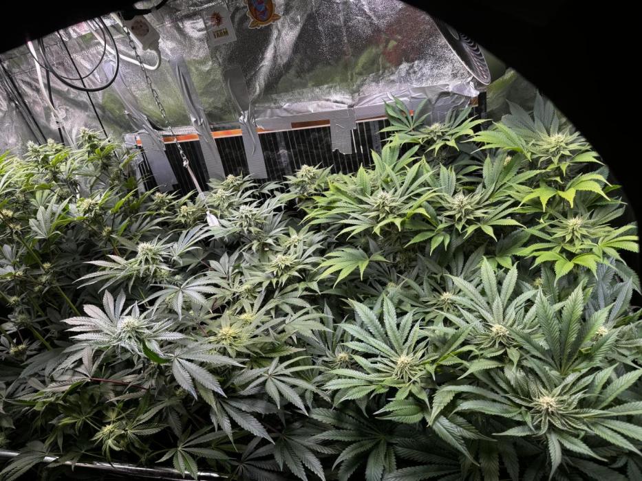 6 Plants,5 Strains (Ripper/Exotic Seeds). Week 9 - BW4