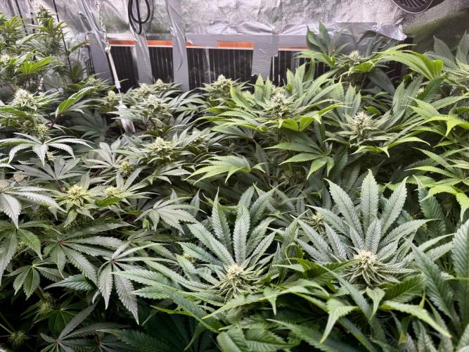 6 Plants,5 Strains (Ripper/Exotic Seeds). Week 10 - BW5