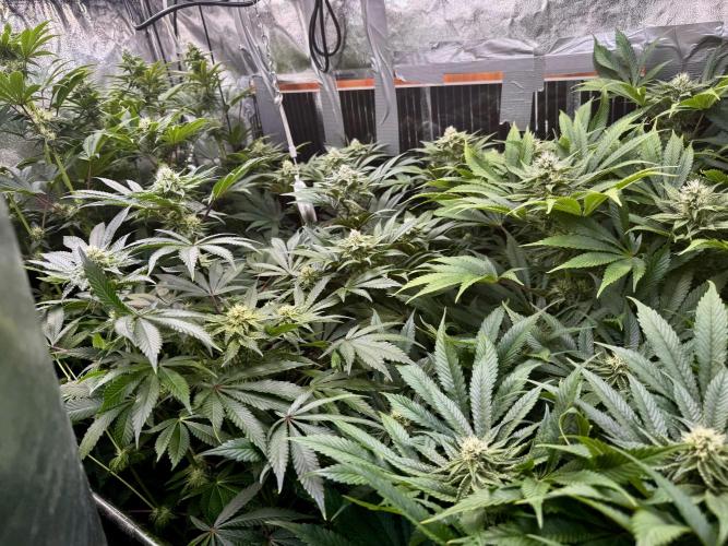 6 Plants,5 Strains (Ripper/Exotic Seeds). Week 10 - BW5