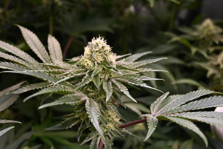 6 Plants,5 Strains (Ripper/Exotic Seeds). Week 11 - BW6 (Shimo)