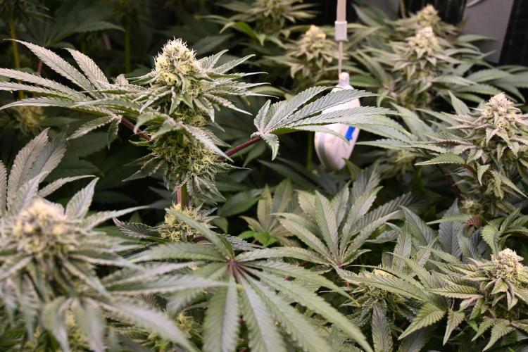 6 Plants,5 Strains (Ripper/Exotic Seeds). Week 11 - BW6 (Shimo)