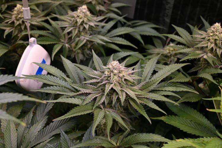 6 Plants,5 Strains (Ripper/Exotic Seeds). Week 11 - BW6 (Zake)