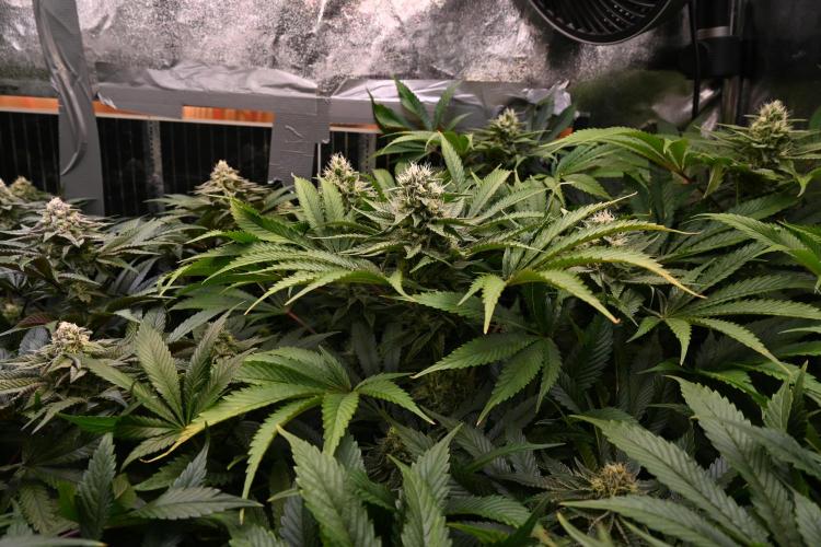 6 Plants,5 Strains (Ripper/Exotic Seeds). Week 11 - BW6