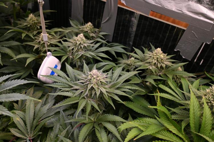 6 Plants,5 Strains (Ripper/Exotic Seeds). Week 11 - BW6