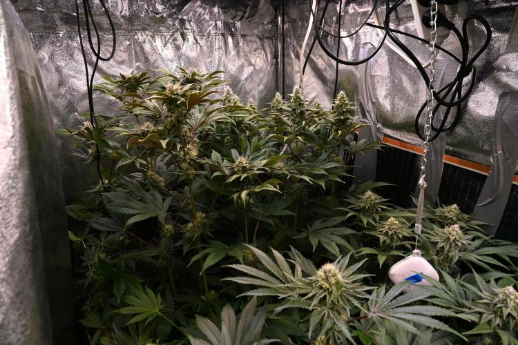 6 Plants,5 Strains (Ripper/Exotic Seeds). Week 11 - BW6 (Radical Juce #1 und #2)