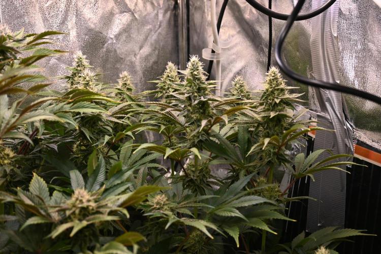 6 Plants,5 Strains (Ripper/Exotic Seeds). Week 11 - BW6 (Radical Juce #2)