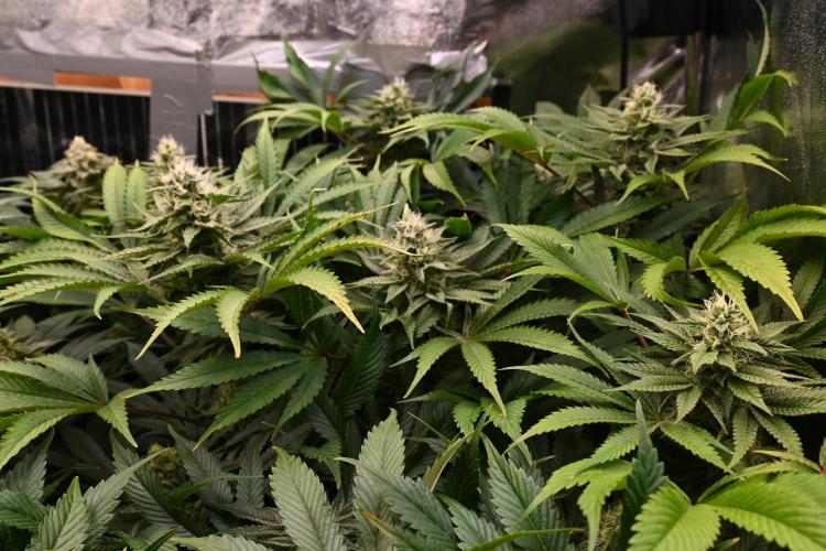 6 Plants,5 Strains (Ripper/Exotic Seeds). Week 11 - BW6 (Melasana Cookies)