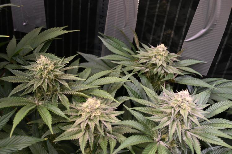 6 Plants,5 Strains (Ripper/Exotic Seeds). Week 11 - BW6(Zake)