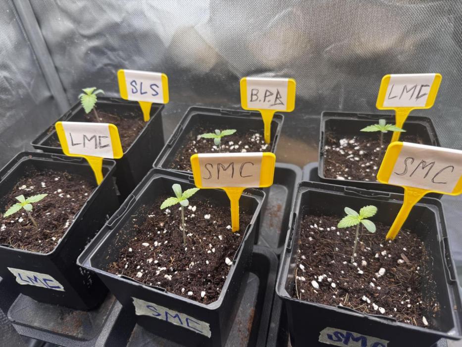 6 Pflanzen, 4 Strains COCO. Week 0 - 2-3 Tage nach dem Sie die Köpfe rausgesteckt haben sind 