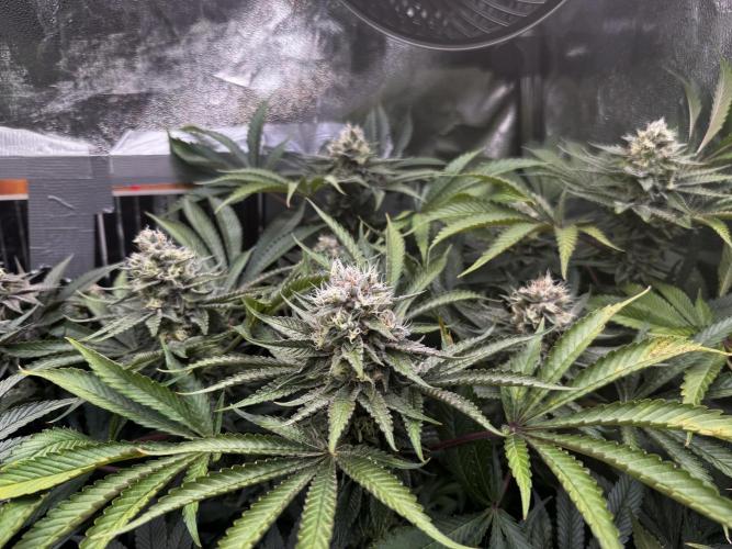 6 Plants,5 Strains (Ripper/Exotic Seeds). Week 12 - BW7 (Melasana Cookies)