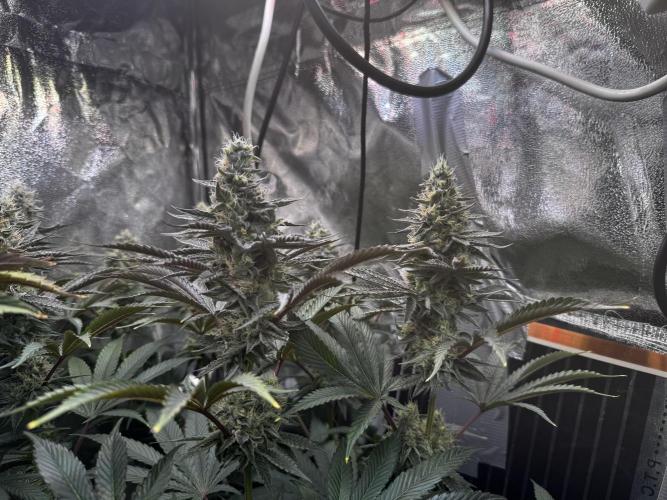 6 Plants,5 Strains (Ripper/Exotic Seeds). Week 12 - BW7 Radical Juce 