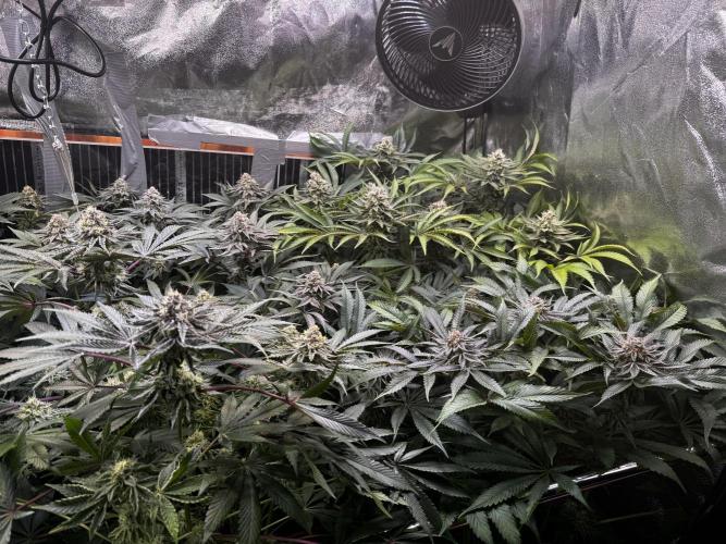 6 Plants,5 Strains (Ripper/Exotic Seeds). Week 12 - BW7