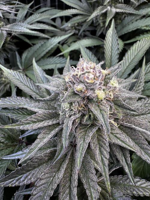 6 Plants,5 Strains (Ripper/Exotic Seeds). Week 12 - BW7 Zake