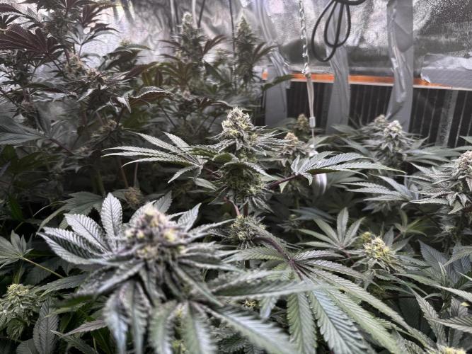 6 Plants,5 Strains (Ripper/Exotic Seeds). Week 12 - BW7