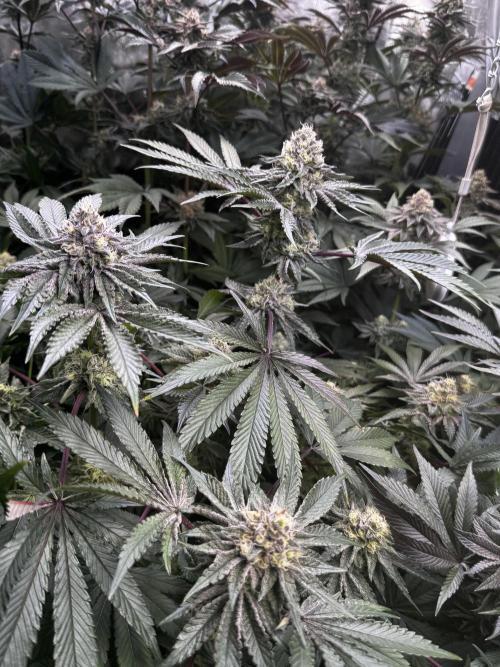 6 Plants,5 Strains (Ripper/Exotic Seeds). Week 12 - BW7 Shimo